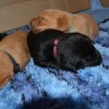 3 Woche